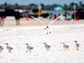 Royal Tern