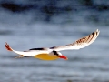 Royal Tern