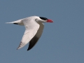 Royal Tern