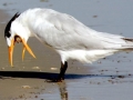 Royal Tern