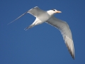 Royal Tern