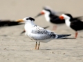Royal Tern