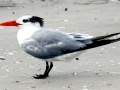Royal Tern