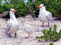 Royal Tern