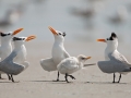 Royal Tern