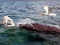 Royal Tern