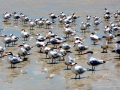 Royal Tern