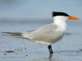 Royal Tern