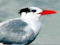 Royal Tern
