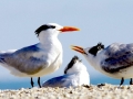 Royal Tern