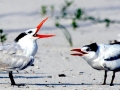 Royal Tern