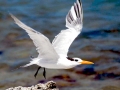 Royal Tern