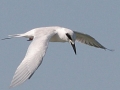 Royal Tern