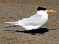 Royal Tern