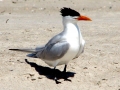 Royal Tern