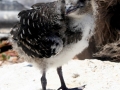 Royal Tern