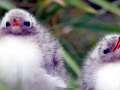 Royal Tern