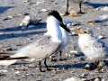 Royal Tern