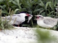 Royal Tern