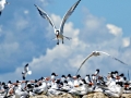 Royal Tern