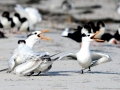 Royal Tern