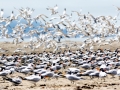 Royal Tern