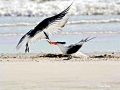 Royal Tern