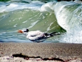 Royal Tern