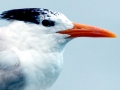 Royal Tern