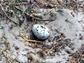 Royal Tern