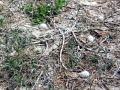 Royal Tern