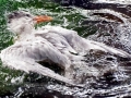 Royal Tern