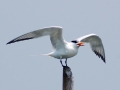 Royal Tern