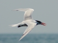 Royal Tern
