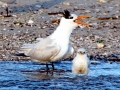 Royal Tern
