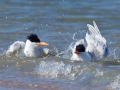 Royal Tern