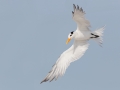 Royal Tern