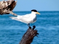 Royal Tern