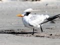 Royal Tern