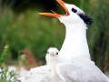 Royal Tern
