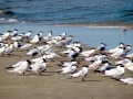 Royal Tern