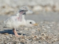Royal Tern