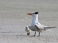 Royal Tern