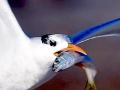 Royal Tern