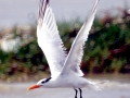 Royal Tern