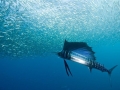 Sailfish