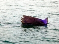 Sailfish