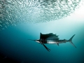 Sailfish