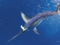Sailfish