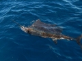 Sailfish